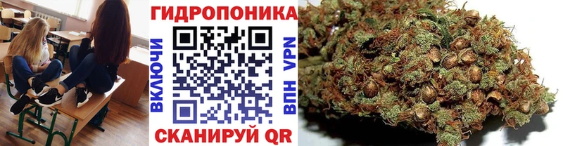 Бошки Шишки ГИДРОПОН  блэк спрут   Балабаново 